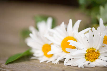 Colorful flowers for your design photo for youの写真素材