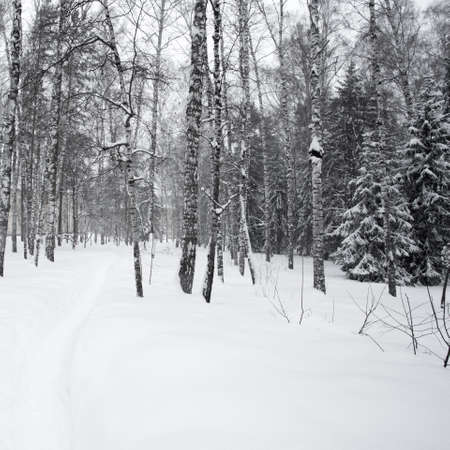 Magical winter forest photo for youの写真素材