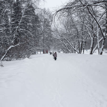 Magical winter forest photo for youの写真素材