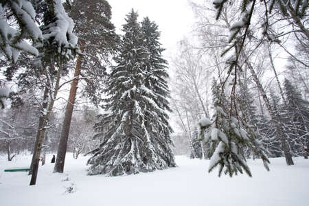 Magical winter forest photo for youの写真素材