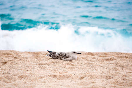 Beautiful Seagull on the beach photo for youの写真素材