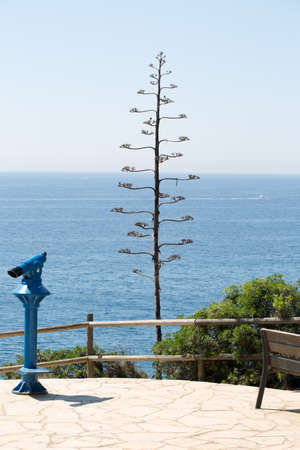 Lonely tree by the sea photo for youの写真素材