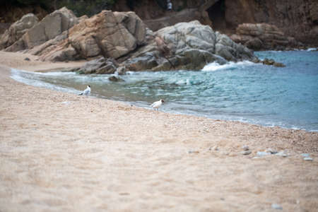 Beautiful Seagull on the beach