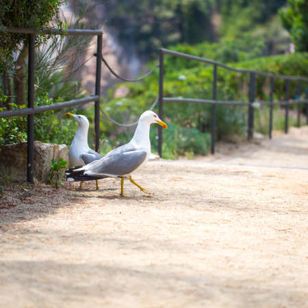 Beautiful Seagull on the sand photo for youの写真素材