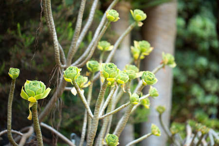 Flowers for your design photo for youの写真素材