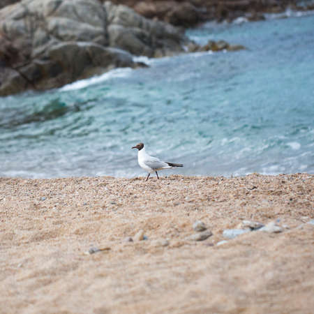 Beautiful Seagull on the beach photo for youの写真素材