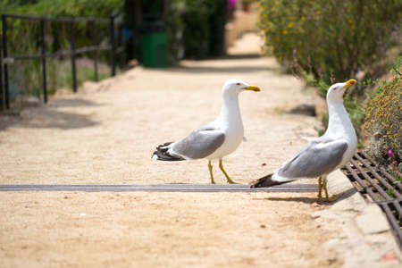 Beautiful Seagull on the sand photo for youの写真素材
