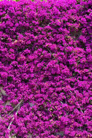 Wall of flowers photo for youの写真素材