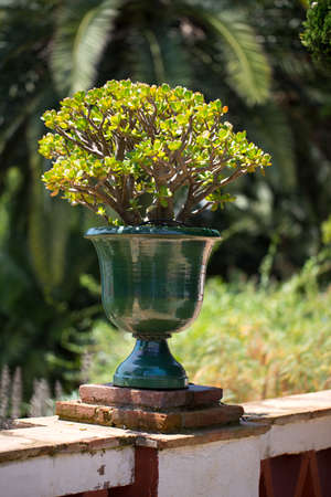 Floral postcard for your design photo for youの写真素材