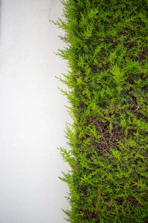 Wall of green grass photo for youの写真素材