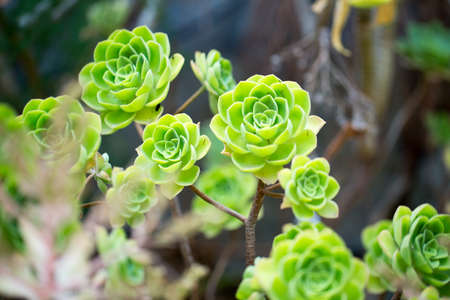 Flowers for your design photo for youの写真素材