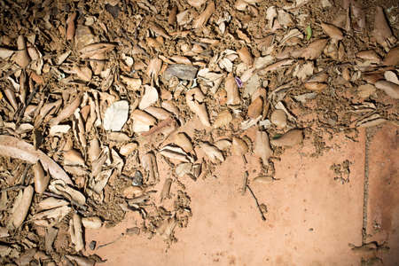 Dry leaves for your design photo for youの写真素材