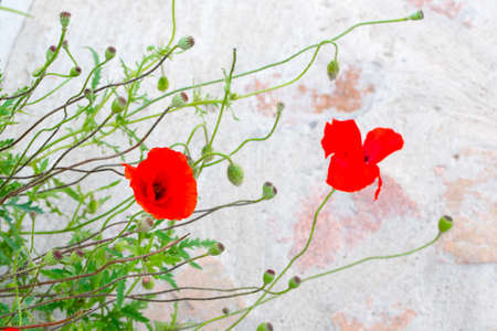 Floral postcard for your design photo for youの写真素材