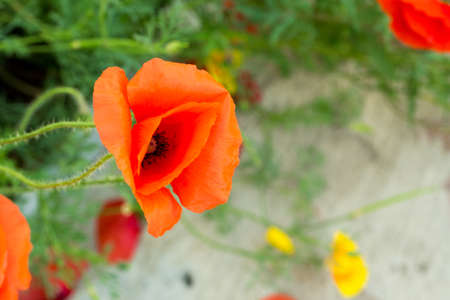 Floral postcard for your design photo for youの写真素材