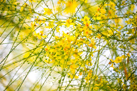 Floral postcard for your design photo for youの写真素材