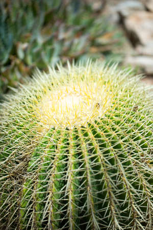 Beautiful cactus photo for you