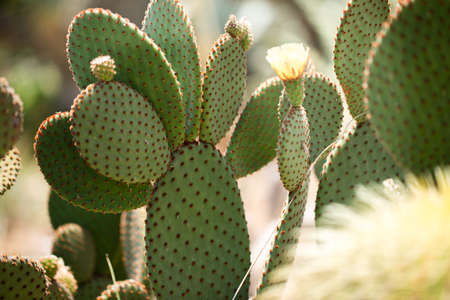 Beautiful flowering cactus photo for you