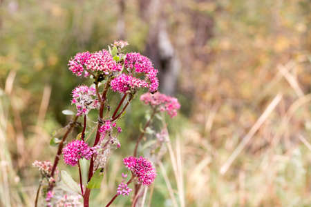 Floral postcard for your design photo for youの写真素材