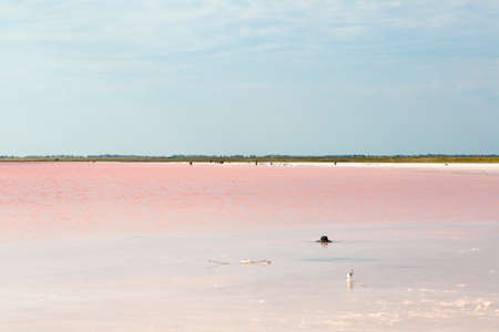 Salty pink lake photo for youの写真素材