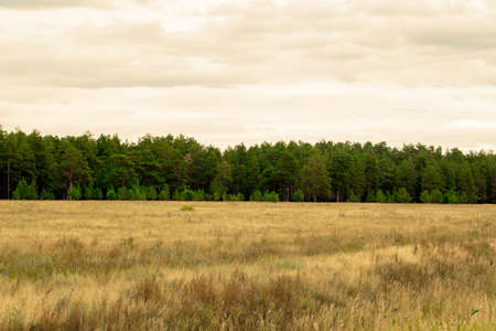 Yellow grass in the steppe and blue sky photo for youの写真素材