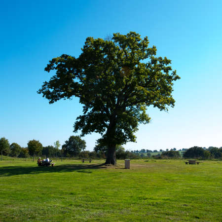 Big green tree photo for you