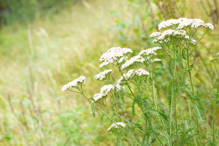 Floral postcard for your design photo for you