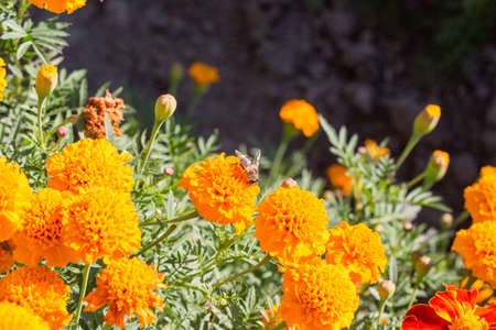 Floral postcard for your design photo for youの写真素材