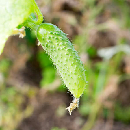 Cucumber with pimples growing in the  photo for youの写真素材