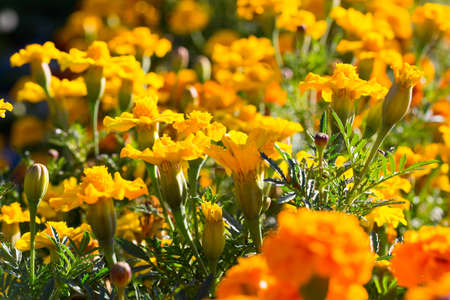 Floral postcard for your design photo for youの写真素材