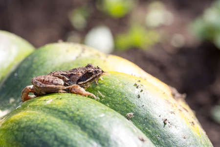 Little frog sitting on a green pumpkin photo for you