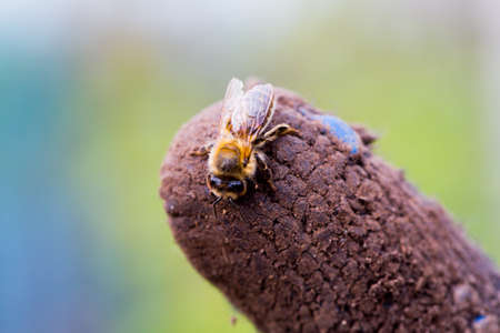 Lonely little honey bee photo for you