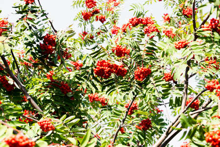 Large bunch of beautiful red Rowan photo for youの写真素材
