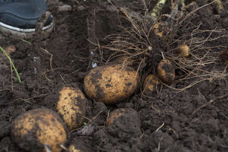 The tubers of potatoes lying in the groundの写真素材