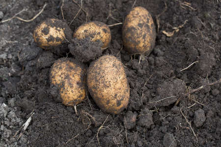 The tubers of potatoes lying in the ground photo for you