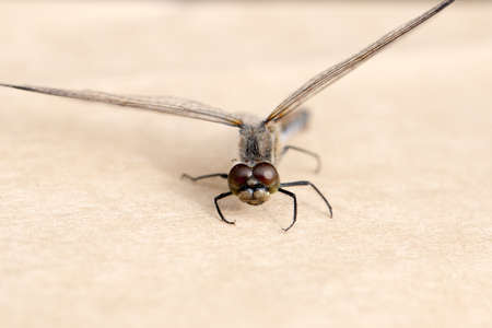 Beautiful dragonfly with transparent wings photo for youの写真素材