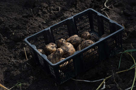 The tubers of potatoes lying in the ground photo for youの写真素材