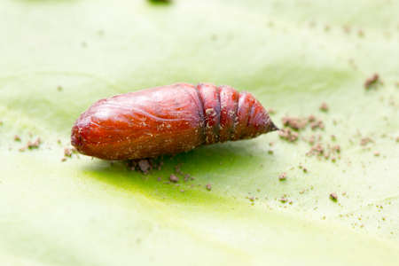 Beetle sitting on a green leaf photo for youの写真素材