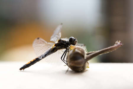 Beautiful dragonfly with transparent wings photo for you