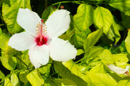 Flowers for your design photo for you