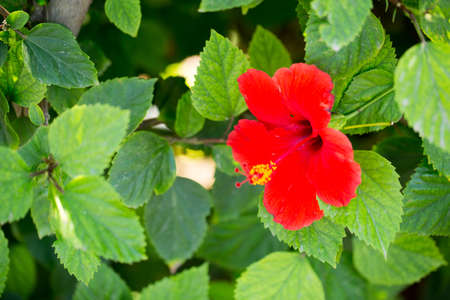 Floral postcard for your design photo for youの写真素材