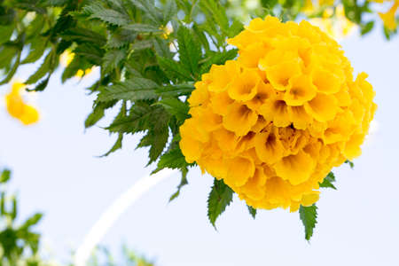 Floral postcard for your design photo for youの写真素材