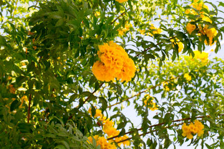 Floral postcard for your design photo for youの写真素材