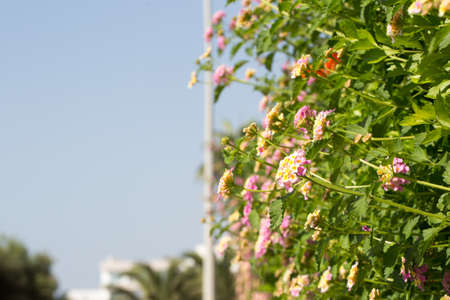 Floral postcard for your designの写真素材