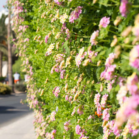 Floral postcard for your designの写真素材