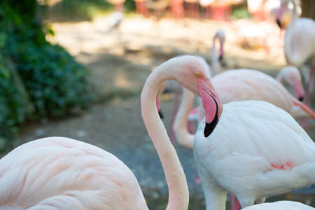 Pink flamingos at the zooの写真素材