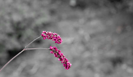 Floral postcard for your design photo for youの写真素材