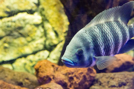 Beautiful colorful fish in the aquariumの写真素材