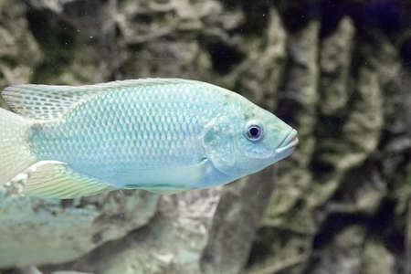 Beautiful colorful fish in the aquarium