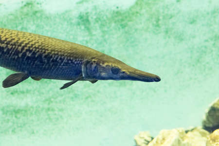 Beautiful colorful fish in the aquarium photo for youの写真素材