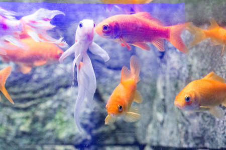 Beautiful colorful fish in the aquarium